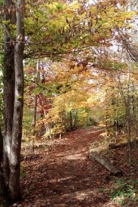 Fall in Yellowwood
